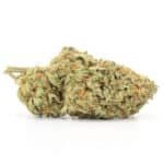 Great White Shark Strain