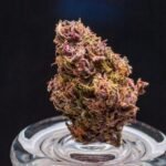 Blueberry Muffin Strain