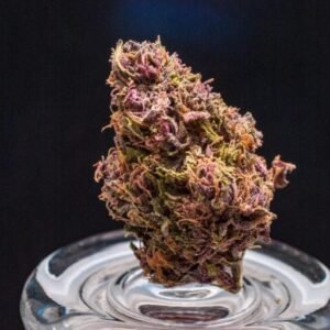 Blueberry Muffin Strain