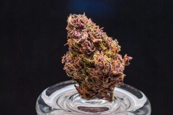 Blueberry Muffin Strain