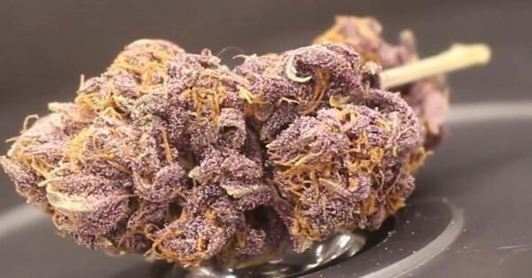 Blueberry Muffin Strain