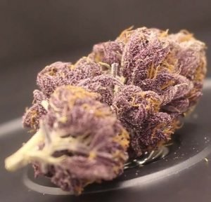 Blueberry Muffin Strain