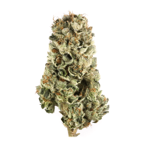 818 OG Strain