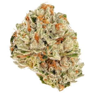 Amnesia OG Strain