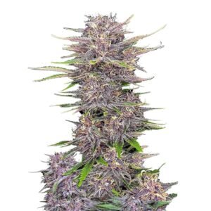 Banana Purple Punch Auto Strain