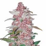 Blackberry Auto Strain
