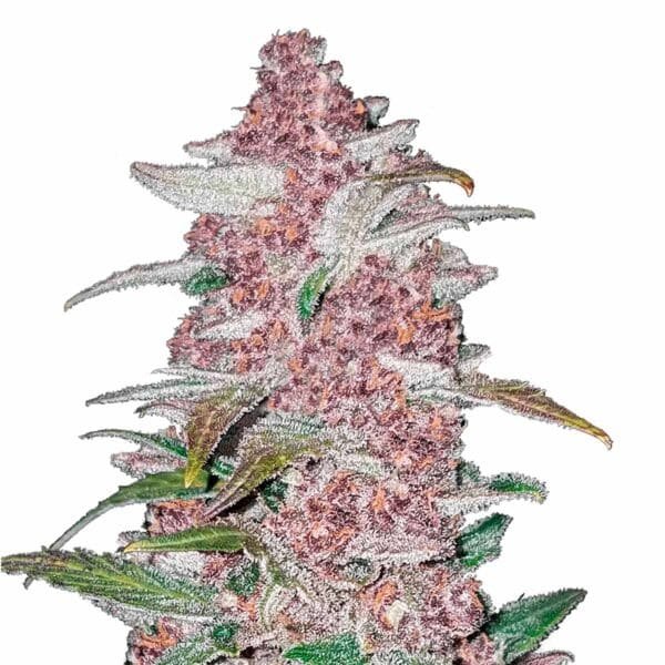 Blackberry Auto Strain