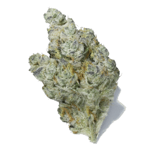 Brownie Scout Strain