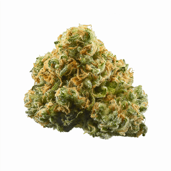 Buddha's Tooth Strain