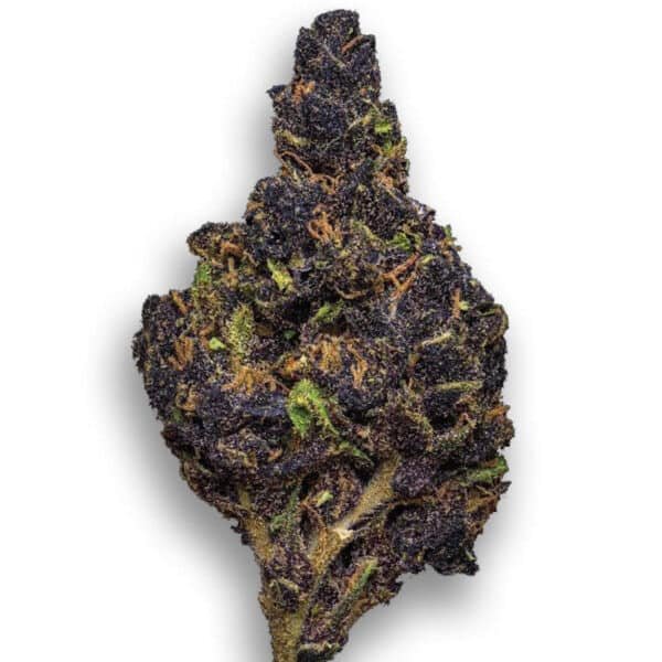 Canna Country #26 Strain
