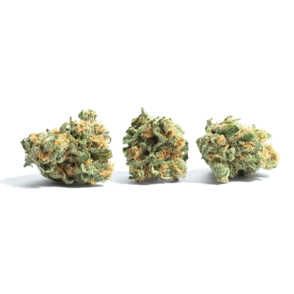 Chocolatina Strain