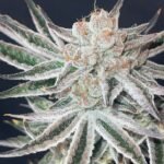 Ctrl Alt Delete Strain