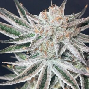 Ctrl Alt Delete Strain