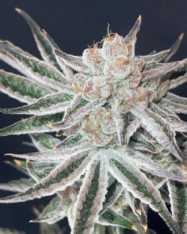 Ctrl Alt Delete Strain