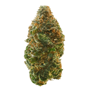 Dosi Sherbert Strain