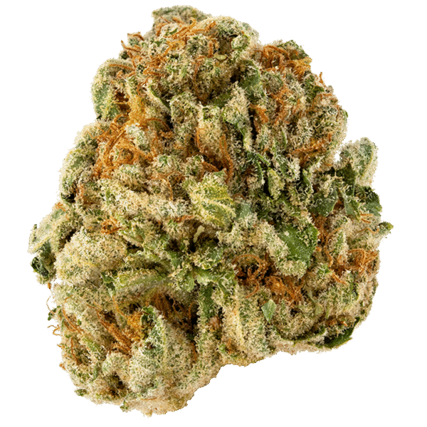 Fresca Melon Strain