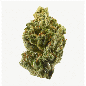 Gammaberry Strain