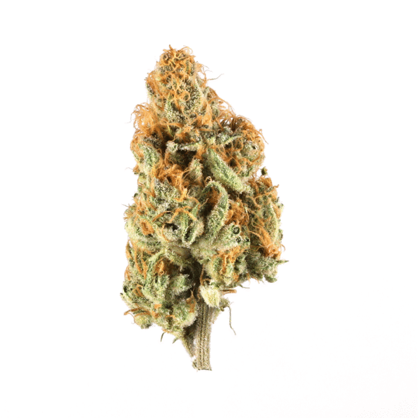 Jack Plant Strain