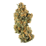 Lady Madonna Strain