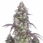 Lemon Pie Auto Strain