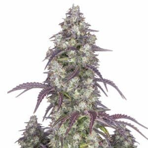 Lemon Pie Auto Strain