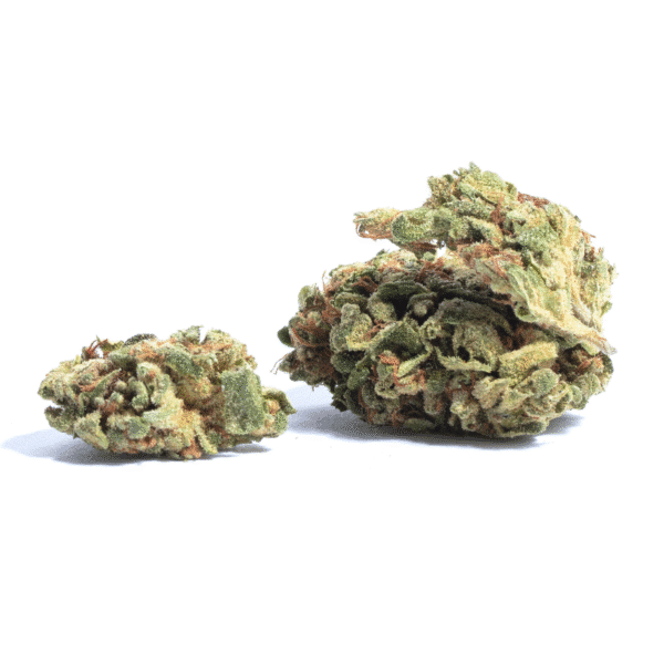 Megalodon Strain