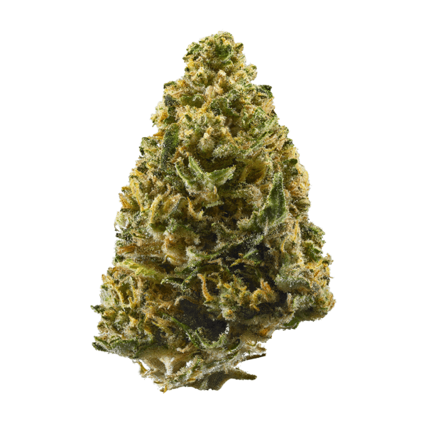 Midnight Moon Strain