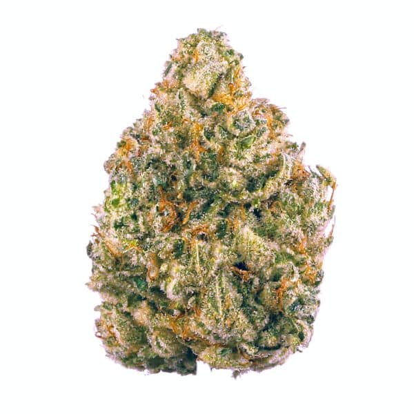 Military Chocolate Strain