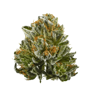 Phat Burger Strain