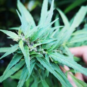 Philippines Landrace Strain