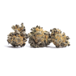 Purple Cow Strain
