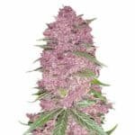 Purple Lemonade Auto Strain