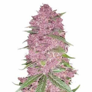 Purple Lemonade Auto Strain