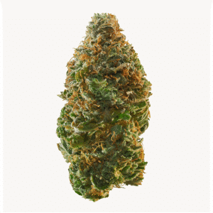 Sorcerer’s Apprentice Strain