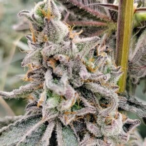 TangoJack Strain