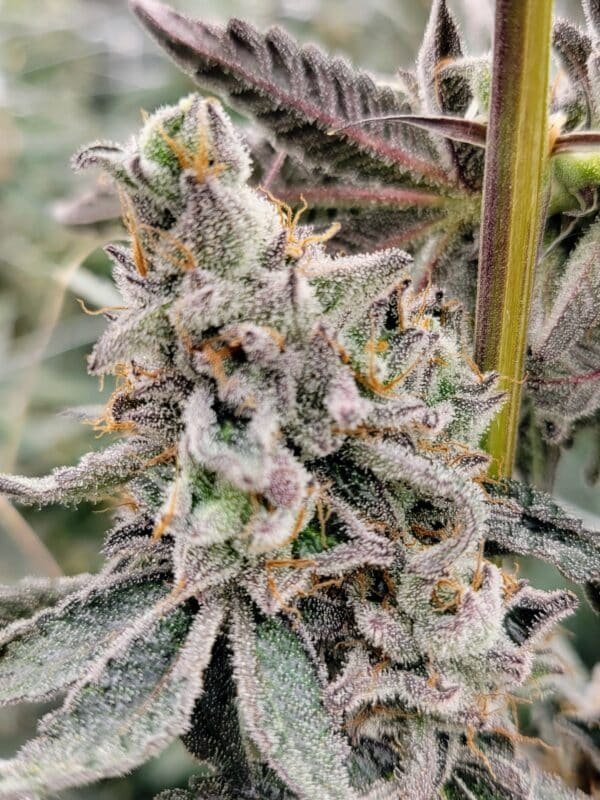 TangoJack Strain