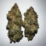 Taylor Ham and Cheese Strain