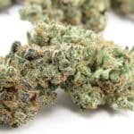 The Judge Strain