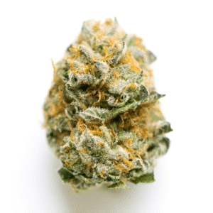 Thunderbird Rose Strain