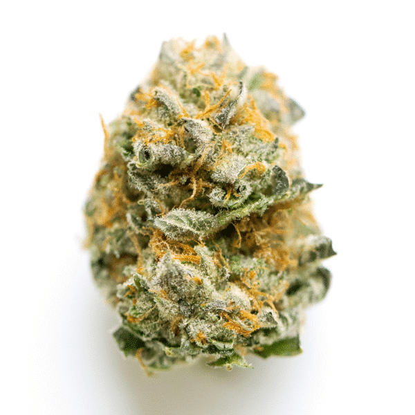 Thunderbird Rose Strain