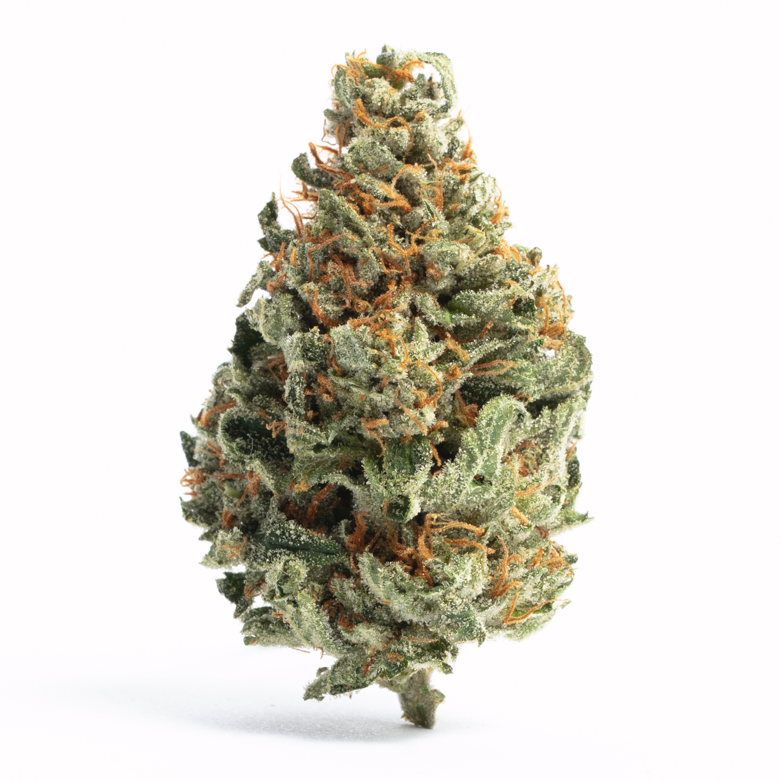 Twilight Strain