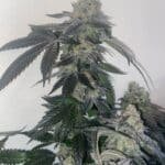 Unicorn Slippers Strain