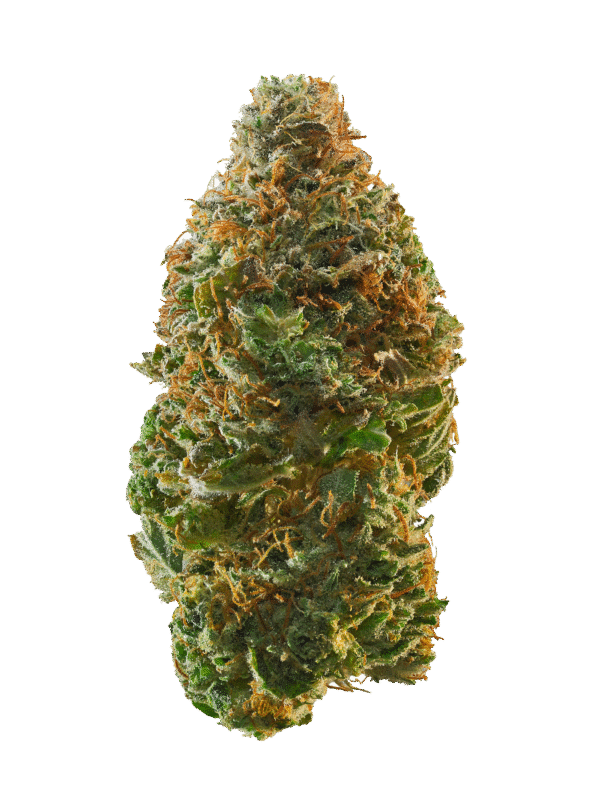 Vovo Strain