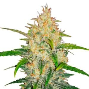 Zkittlez Auto Strain